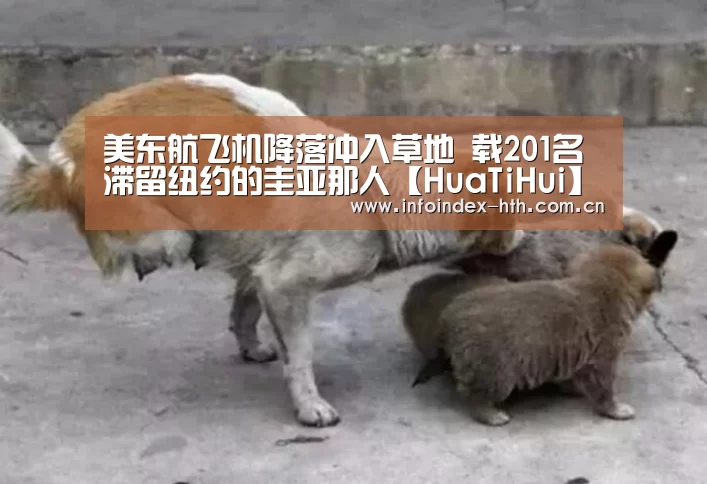 美东航飞机降落冲入草地 载201名滞留纽约的圭亚那人【HuaTiHui】(图2)